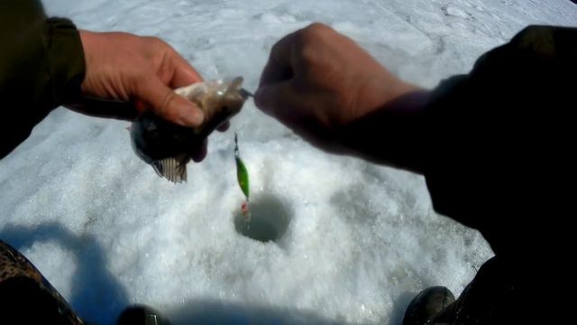 РЫБАЛКА ПО СТАРОМУ СЦЕНАРИЮ!!МЕШОК ОКУНЕЙ!! смотреть онлайн