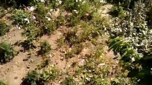 Инжирный персик сатурн первое плодоношение 25\07\17г