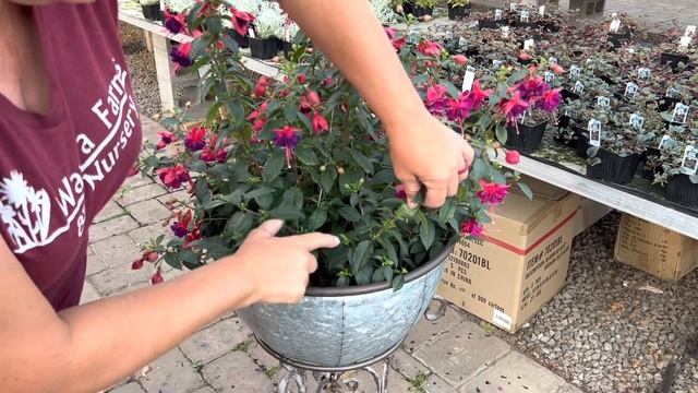 Fuchsia, How to deadhead? Is it a bud or a fuchsia berry? How can you tell the difference? смотреть онлайн