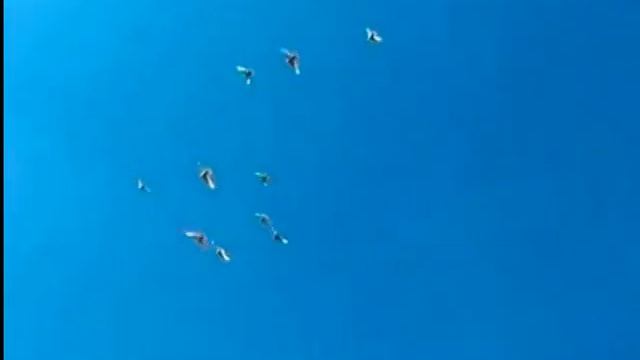 Летите голуби. В.Воронцов, О.Самохвалова.mpg смотреть онлайн