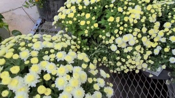 США Влог Покупки в магазин Home Depot