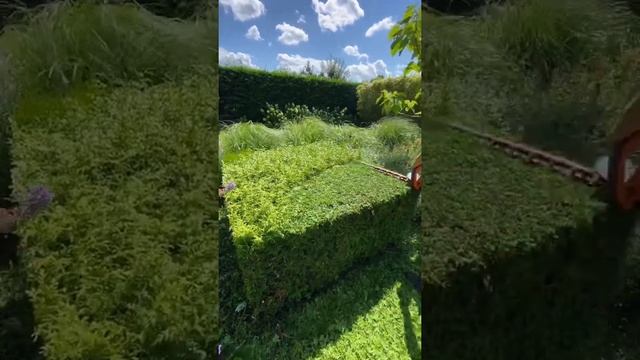 Thuja 'Brabant' cube hedge trim ???? hovenier maarsen смотреть онлайн