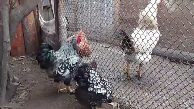 Жизнь моих домашних животных. ?. Петухи. Карликовый Виандот и Брама. смотреть онлайн