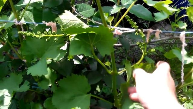 Виноград гф Сфинкс. Подходящий для выращивания где случаются возвратные заморозки. смотреть онлайн