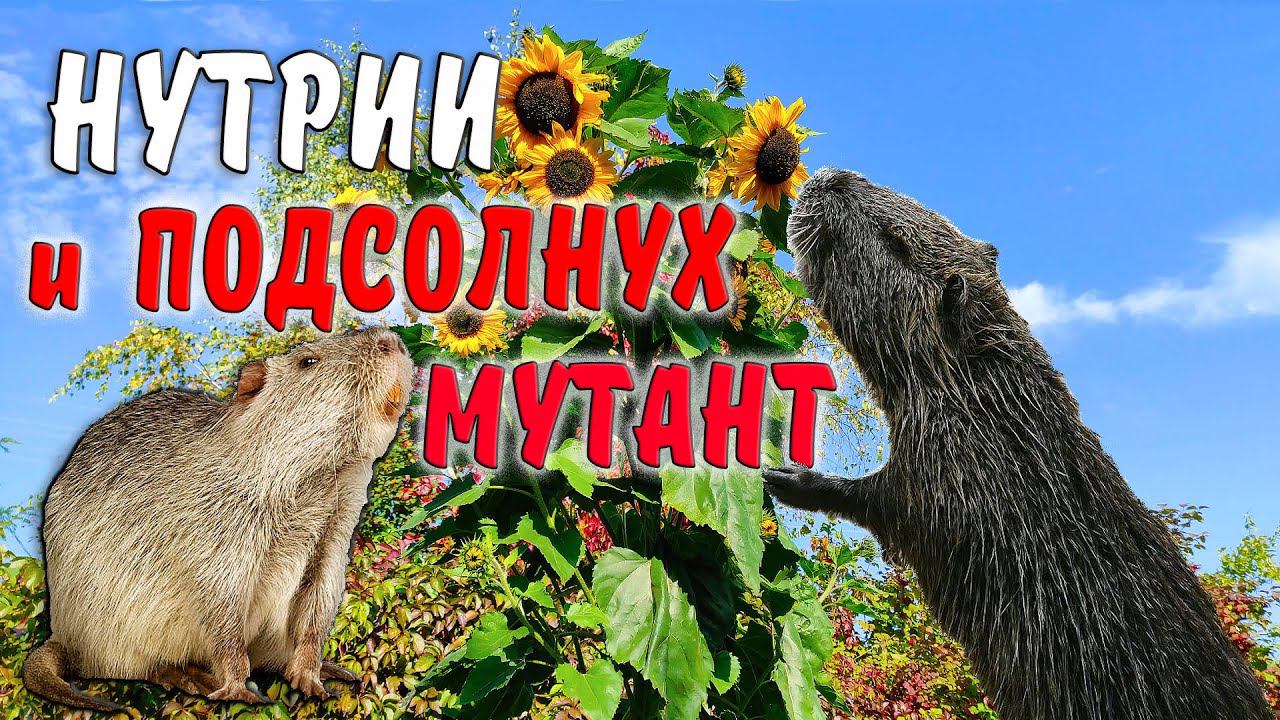 Нутрии и подсолнух - мутант!!! смотреть онлайн