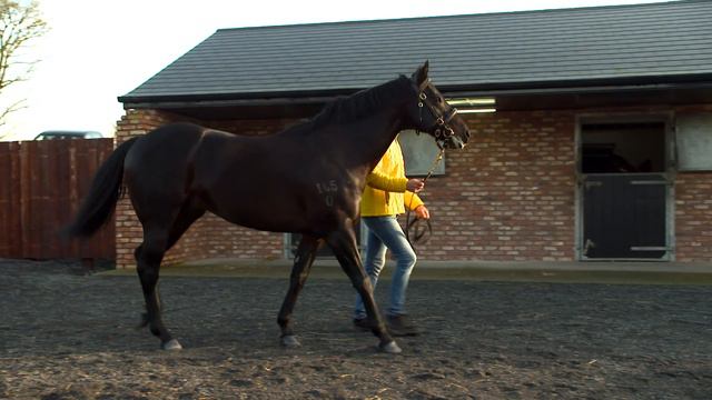 ITM Irish Stallion Showcase 2021 - Starfield Stud