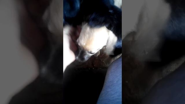 Типы танцев смотреть онлайн