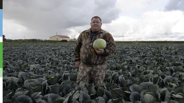 Капуста белокочанная Экспект F1 смотреть онлайн