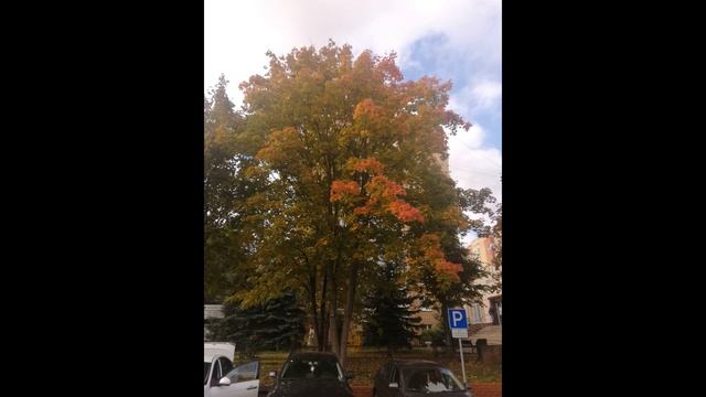 Щёлково Золотая осень 2021 часть 1 Shchelkovo golden autumn 2021 №1 смотреть онлайн