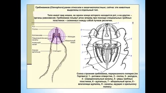 Животные (Часть 16) - Тип Гребневики смотреть онлайн