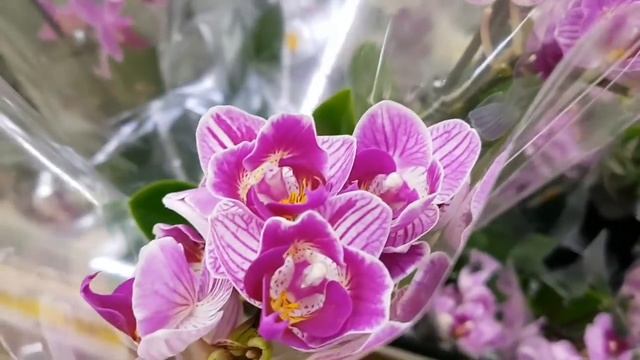 шикарные ОРХИДЕИ в ЛЕРУА МЕРЛЕН | Phal. Sogo Vivien LEROY MERLIN Орхидея Orchid ORCHIDS ОРЕНБУРГ смотреть онлайн