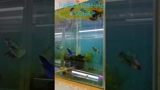 РЫБКИ/ ГУППИ/ МЕЧЕНОСЦЫ/ БАРБУСЫ/ СКАЛЯРИИ/ АКВАРИУМЫ/ КОРМА/ ЗОО/ смотреть онлайн