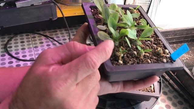 (Update รอดตายแล้ว) พาชีโพเดียม Pachypodium brevicaule seedling смотреть онлайн