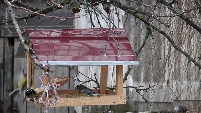 Синицы. Кормление зимой. смотреть онлайн