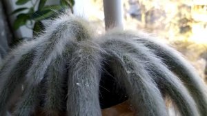 Хильдевинтера Коладемононис (Hildewintera colademononis)  апрель  2020 г