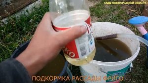 Подкормка клубники весной для большого урожая