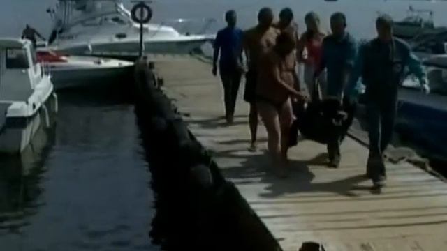 Приморье В сети попался детеныш белой акулы смотреть онлайн