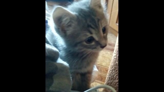 В переходе прятался от холода дрожащий котенок, а люди равнодушно шли мимо смотреть онлайн
