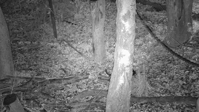 Ночная жизнь в вольере Мансура: Новый трофей чёрной кошки Нокси. смотреть онлайн