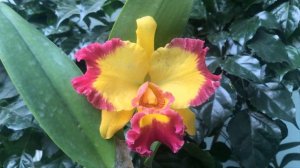 Cattleya Vua Cương Sơn - Rlc. Village Chief Rose