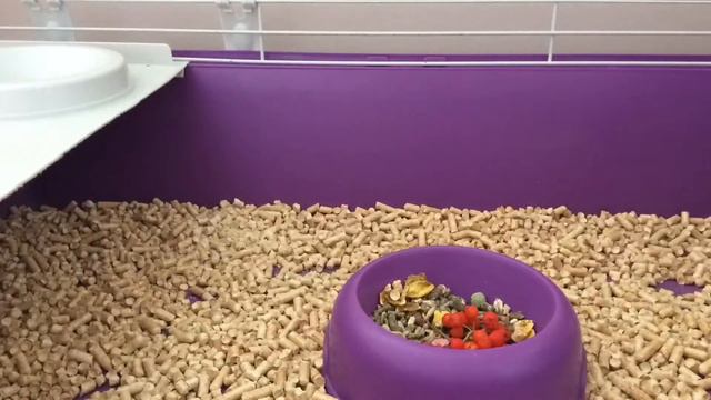 Морские свинки рулят / Alisa Matters 🐹 смотреть онлайн