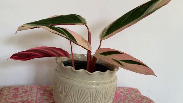 Stromanthe Triostar: General Care Guide, Sunlight, Propagation, Fertilization смотреть онлайн