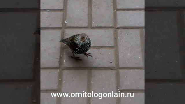 На пероне станции Выхино. Скворец обыкновенный. смотреть онлайн