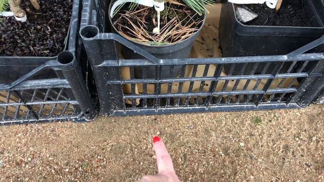 Саженцы хвойных храню на улице смотреть онлайн