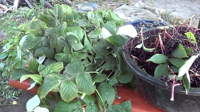 Бузина смотреть онлайн