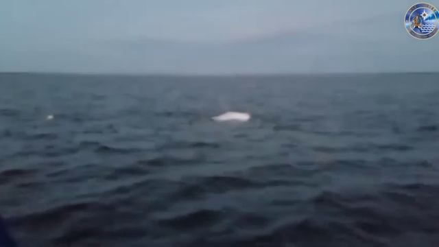 МЧС России работает на месте крушения вертолёта в Белом море смотреть онлайн