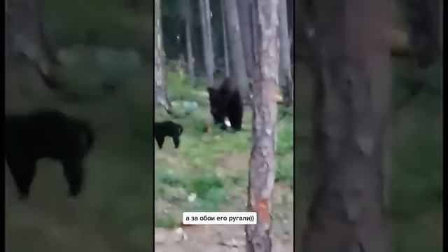 Русский кот, против русского медведя! А его за обои ругают! смотреть онлайн