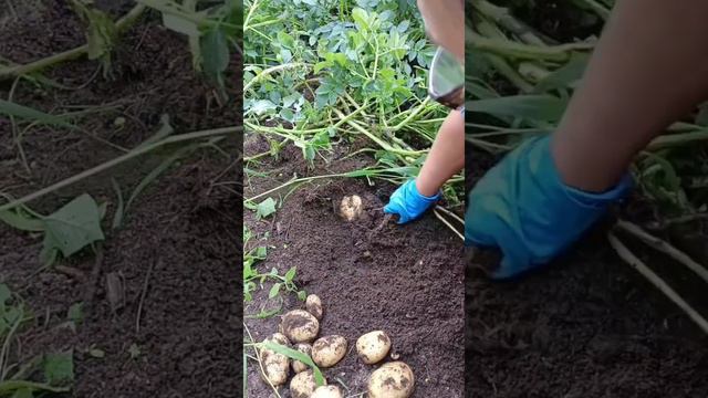 мечта огородника смотреть онлайн