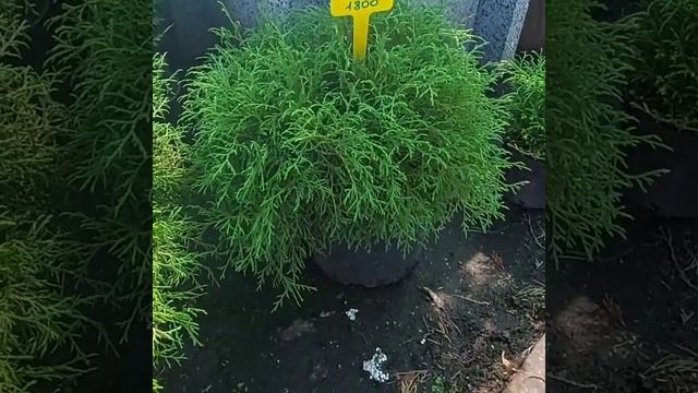 Туя Мистер Боулинг Болл смотреть онлайн