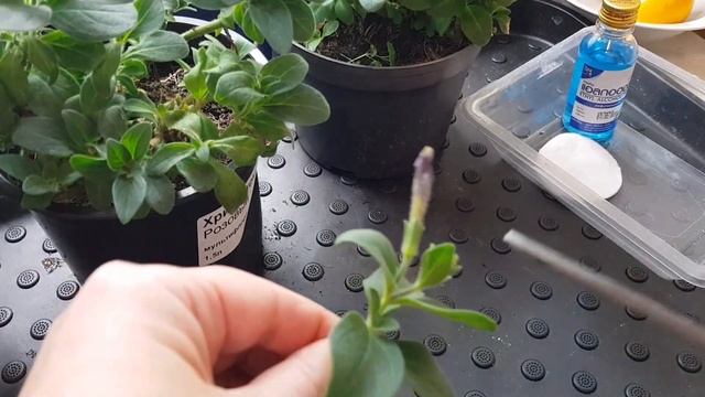 Черенкование вегетативной петунии/Вегетативные петунии Glicier Sky и Cascadias Rim Magenta смотреть онлайн