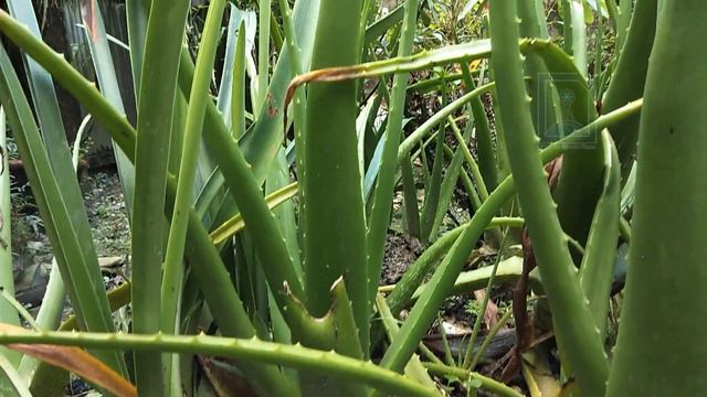Aloe vera - The plant of immortality смотреть онлайн