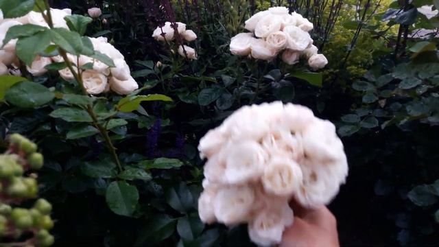 Мускусные розы: обзор сортов. смотреть онлайн