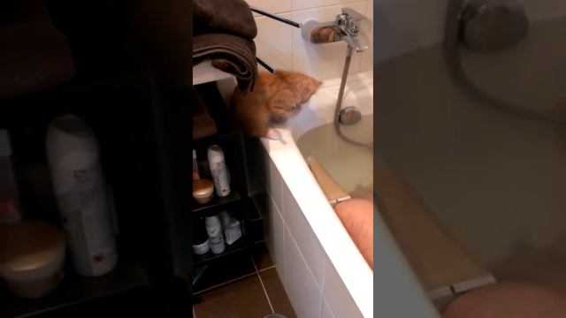 Котенок сваливается в полную ванну воды смотреть онлайн