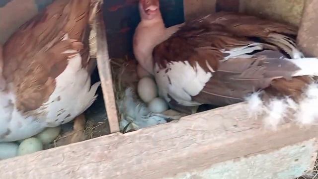 Сижу я в курятнике деловая такая А тут утята лупятся под уткой! смотреть онлайн