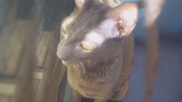 Cornish Rex(корниш рекс) - Funny Cats One Love