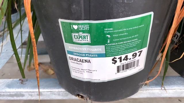 BIG BOX STORE PLANT SHOPPING AT WALMART! INDOOR PLANT NURSERY! CHRISTMAS PLANTS! I CANT BELIEVE IT😱 смотреть онлайн