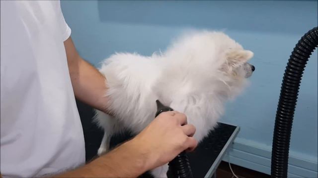 FULL GROOM- German Spitz Bath And Undercoat Removal смотреть онлайн