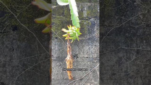 ДРАГОН ФРУКТ - ЭТО КАКТУС?!? #бали #тайланд #драгонфрукт смотреть онлайн