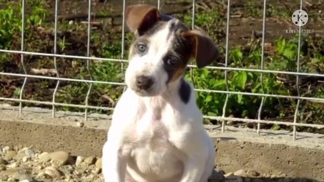 Почти год назад этого крохотного щенка нашли в траве у дороги. С тех пор он невероятно преобразился смотреть онлайн