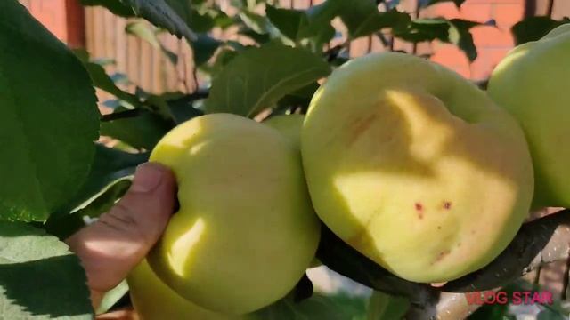 Сорт яблони Богатырь в Московской области. Саженцы яблони. смотреть онлайн