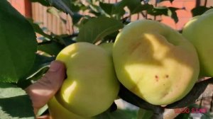 Сорт яблони Богатырь в Московской области. Саженцы яблони.