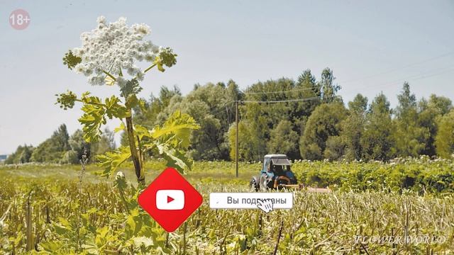 Борщевик Сосновского: чем опасно ядовитое растение и как с ним бороться. смотреть онлайн