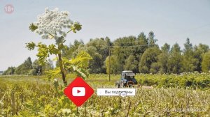 Борщевик Сосновского: чем опасно ядовитое растение и как с ним бороться.