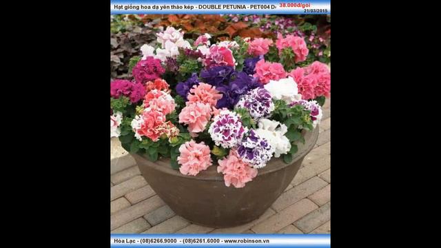 Hoa Dạ Yên Thảo Kép Màu Hồng DOUBLE PETUNIA - Gói 50 Hạt