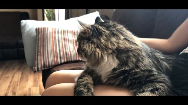 Стальное терпение кота - делаем маникюр. Смешные коты) смотреть онлайн