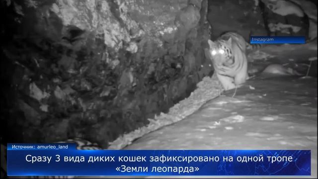 Cразу 3 вида диких кошек зафиксировано на одной тропе «Земли леопарда»